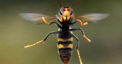 Lutte contre le frelon asiatique