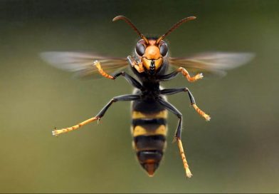 Lutte contre le frelon asiatique